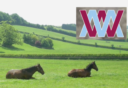 Whitsbury Manor Stud image