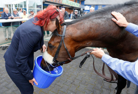 Racehorse Welfare image