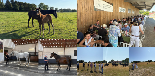 Foal pics.png