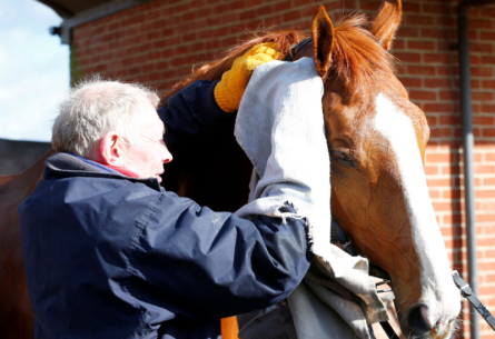 Gary and Hayley Moore - Cisswood Stables image