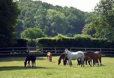 Mares and foals at Whitsbury.jpg