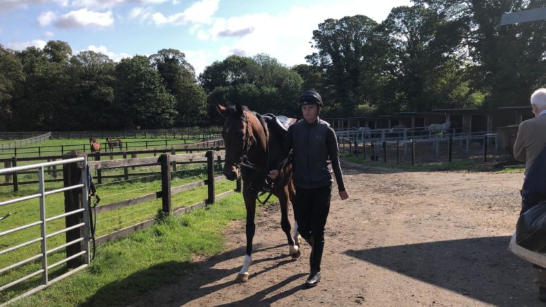 Horses returning from the gallops